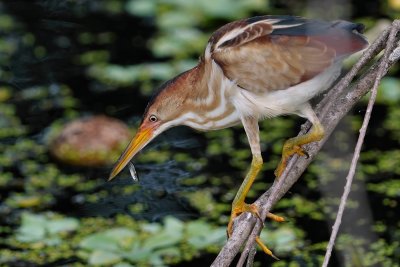 Male least bittern with a fish