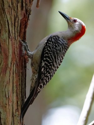 Female red-bellied woodpecker