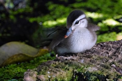 Wood duckling