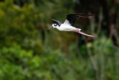 Black-necked stilt in flight