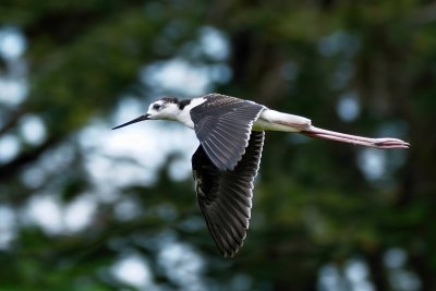 Black-necked stilt juvenile in flight