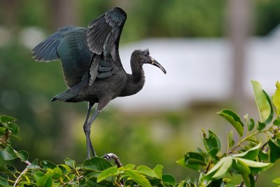 Juvenile glossy ibis