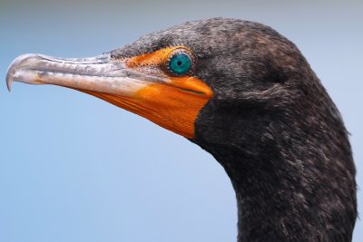 Double-crested cormorant closeup