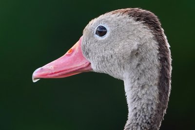 Closeup with a black-bellied whistling duck