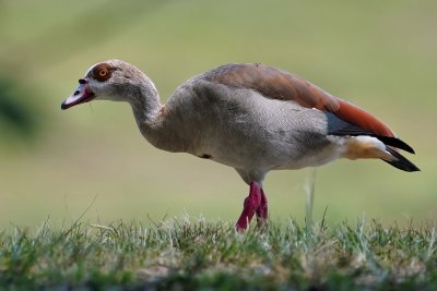 Egyptian goose