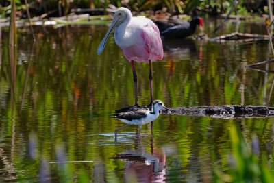 Juvenile stilt passing a roseate spoonbill