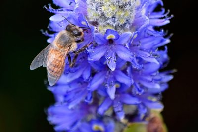 Bee on a purple flower