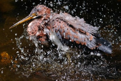 Juvenile tricolored heron bathing