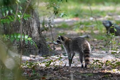 Raccoon way down the levee