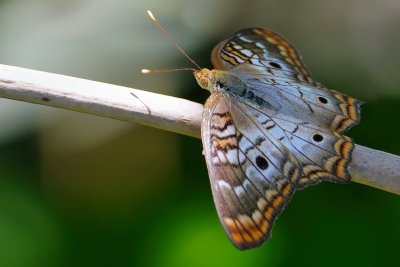 White peacock butterfly