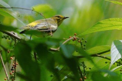 Black-throated green warbler