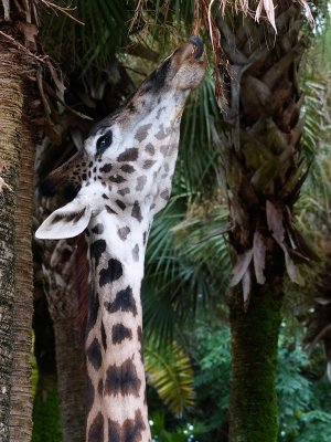 Giraffe reaching for the treetops
