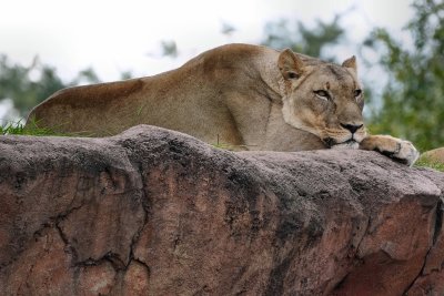 Female lion resting, but watching