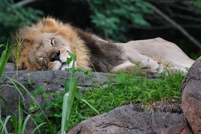 Male lion napping