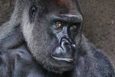 Gorilla closeup portrait