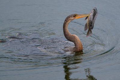 Anhinga female with a fish catch