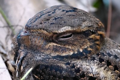 Chuck-will's-widow closeup