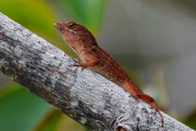 Brown anole in a nice rich chestnut color