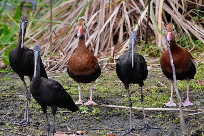 Glossy ibises and Black-bellied whistling ducks