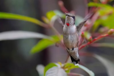Ruby-throated hummingbird - male