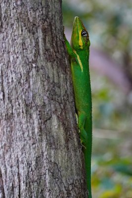 Knight anole