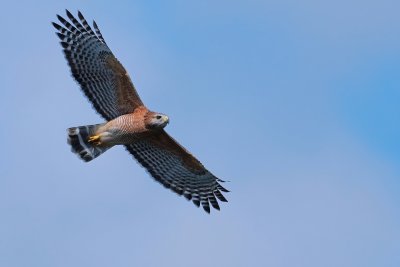 Red-shouldered hawk circling