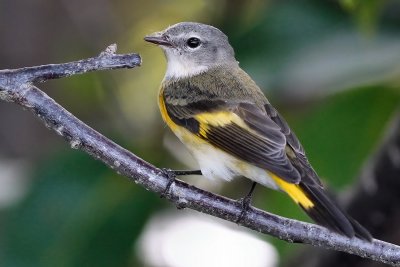 American redstart - female