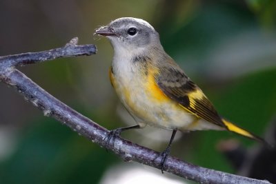 American redstart - female