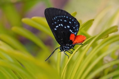 Atala butterfly