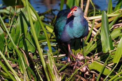 Grey-headed swamphen