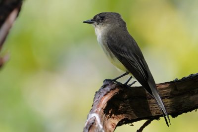 Eastern phoebe