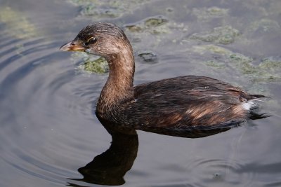 Pied-billed grebe