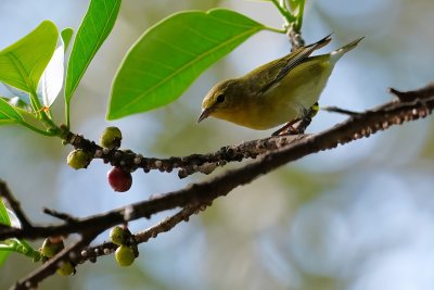 Tennessee warbler