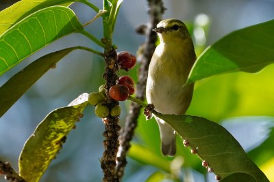 Tennessee warbler