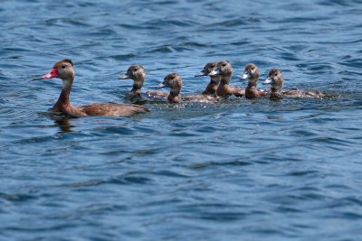 Black-bellied whistling duck mom with ducklings