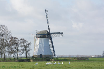 De Olifant