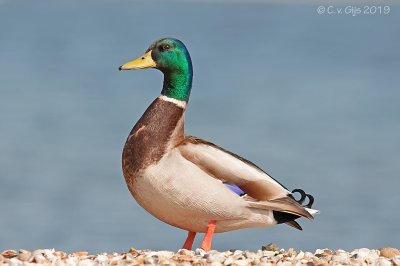 WILDE EEND mallard
