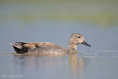 KRAKEEND gadwall