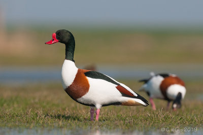 BERGEEND shelduck