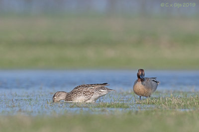 WINTERTALING teal