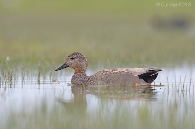 KRAKEEND gadwall