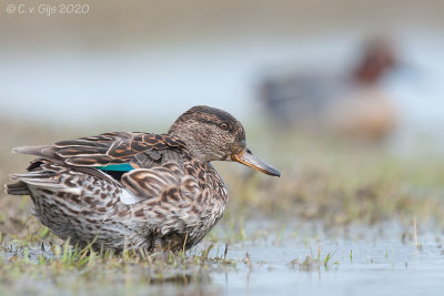 WINTERTALING teal