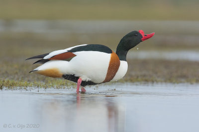 BERGEEND shelduck