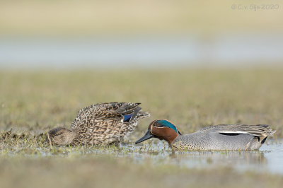 WINTERTALING teal