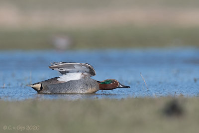 WINTERTALING teal