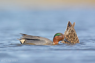 WINTERTALING teal