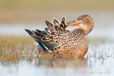 SLOBEEND northern shoveler