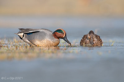 WINTERTALING teal