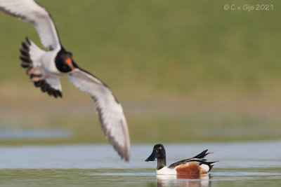 SLOBEEND northern shoveler