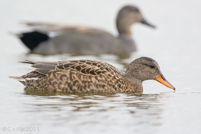 KRAKEEND gadwall